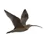 Birds of Russia