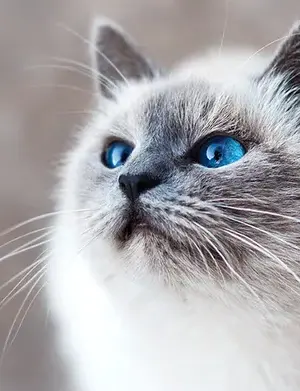 Cat Facts screenshot 1