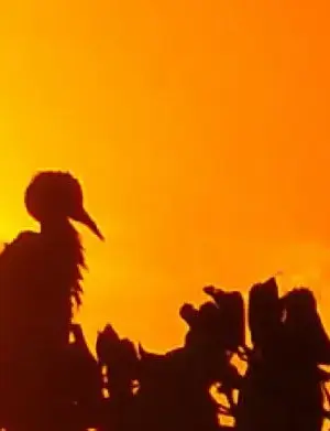 Birds of Russia screenshot 3